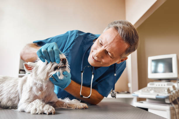 Best Emergency Dentist for Lost Fillings or Crowns in Summerfield, NC